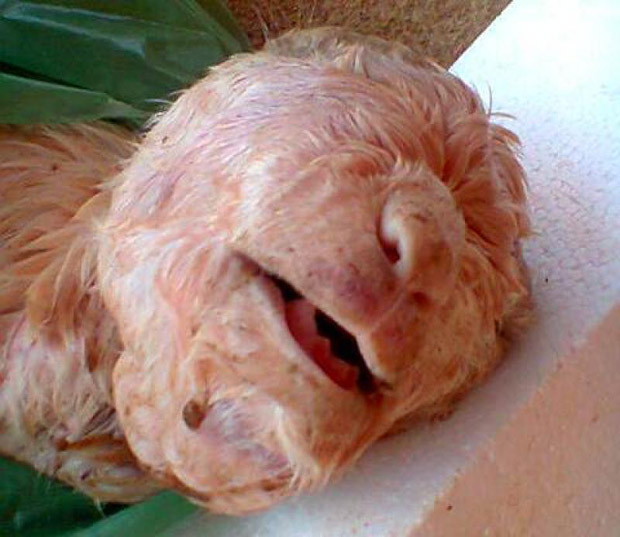 INCRÍVEL: Cabra nasce com rosto “humano” no Ceará