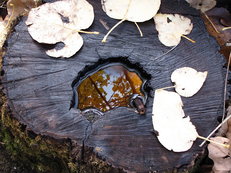 Reflections in a Stump