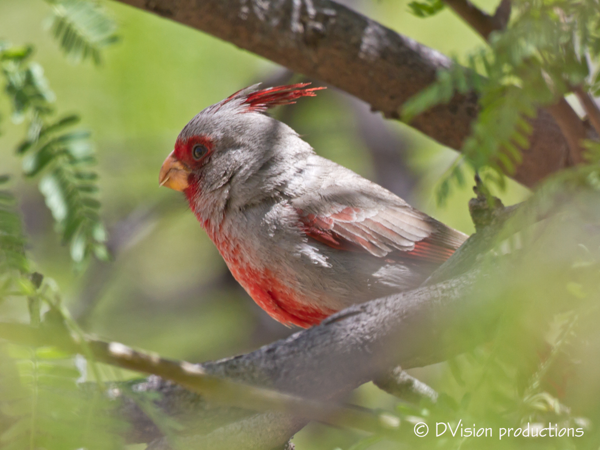 Dave&Callie Southern Arizona Birding Part 2
