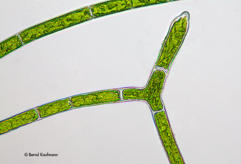 aquamax das Weblog zur Website Foto des Tages Rhizoclonium sp