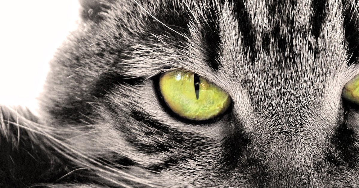 Cute Cat [Wallpaper] ~ *"MaSti"*