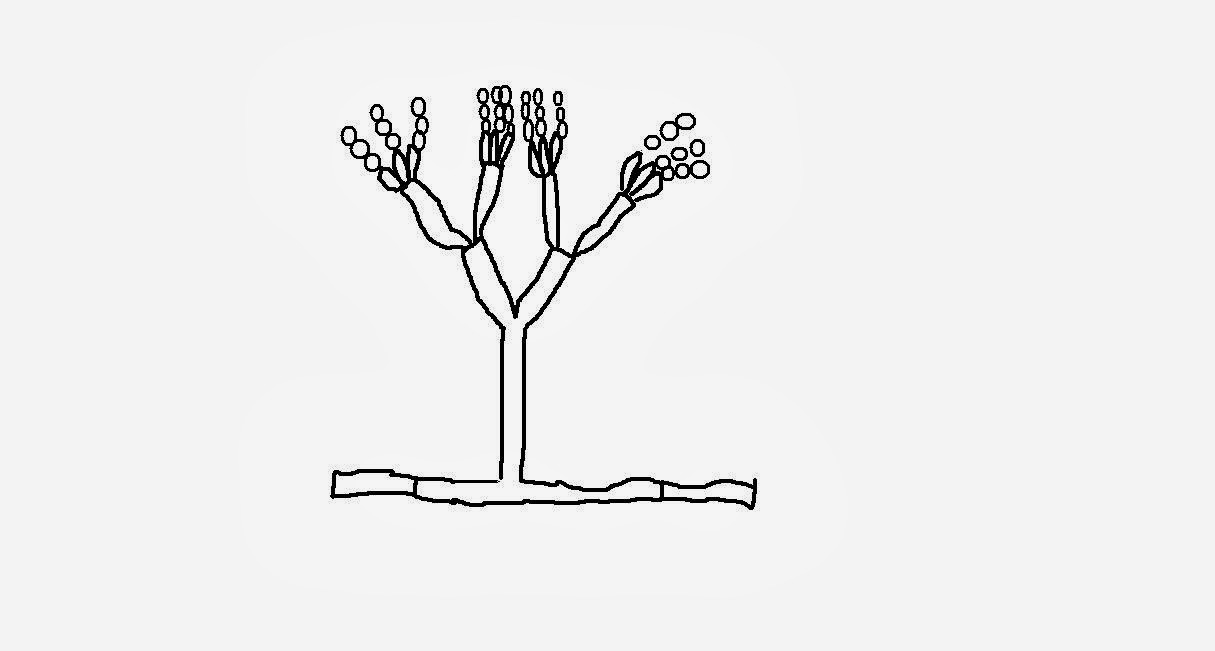 Line Art Quizlet : Sustainable mycology good introductory video on
