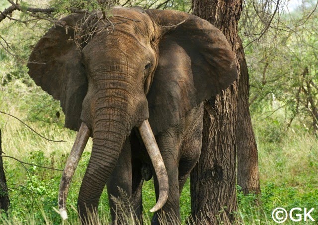 Alter Elefantenbulle