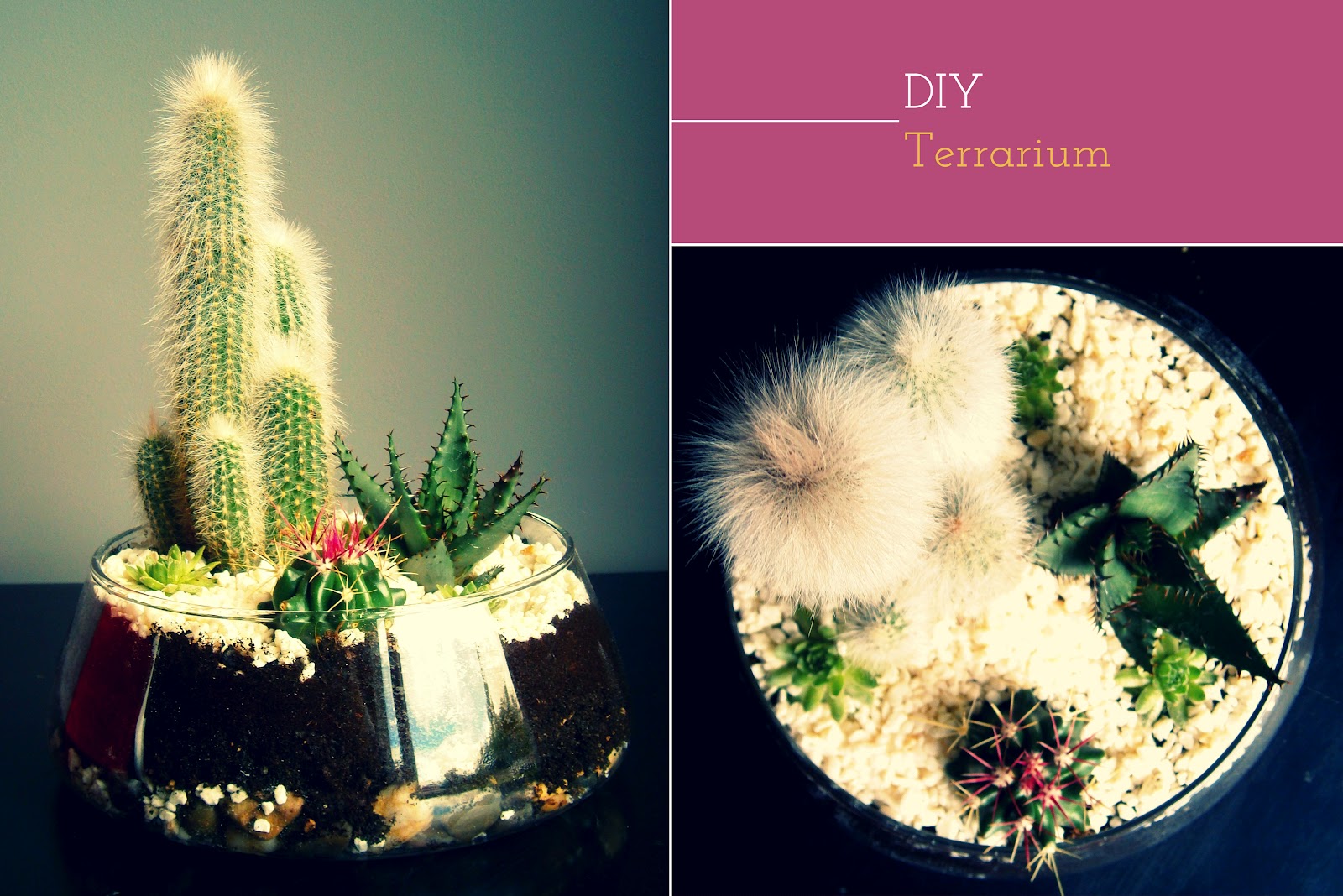 Sugar and Dinosaurs DIY3 Un terrarium de cactus