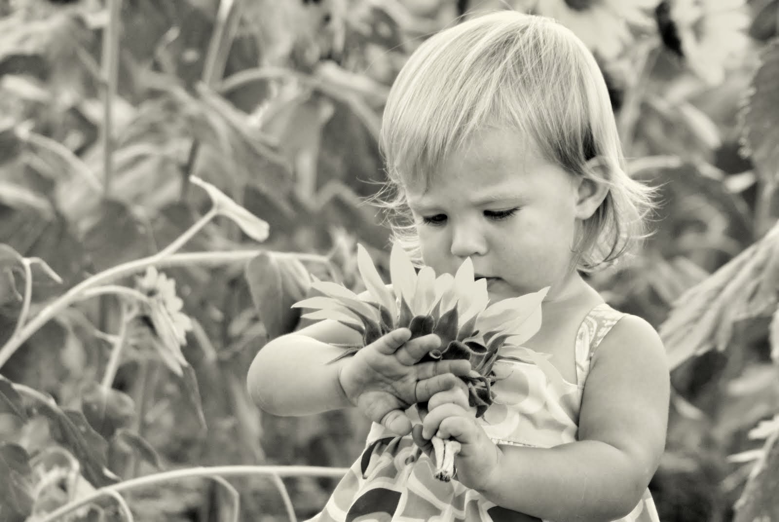 Suzy in the Sunflowers