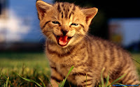 pictures photos cats wallpapers