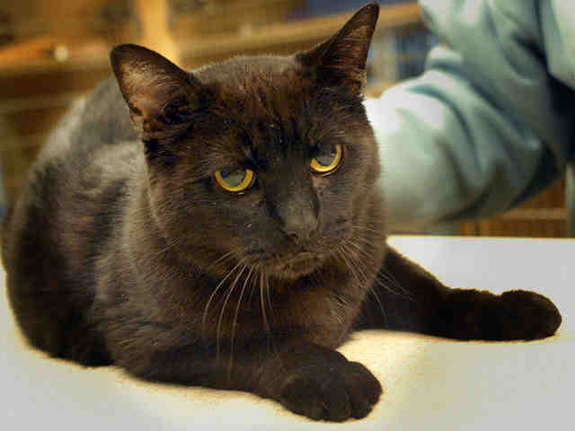 Wizard The Cat Needs A Home Animal Friends Inc
