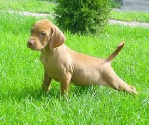 Vizsla Puppies Pictures and Information