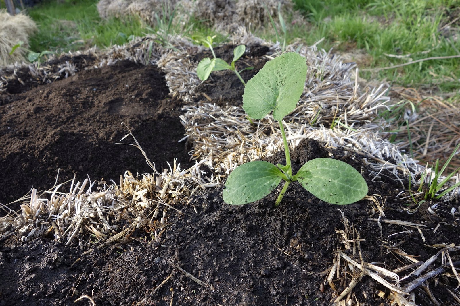 Cold Hands Warm Earth Planting Squash in Hay Bales