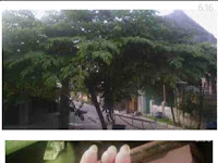 INFO PENTING MOHON DISEBARKAN, Selain Obat Diabetes daun Kersen / Ceri/ Talok bermanfaat juga untuk obat Hipertensi. INFO PENTING MOHON DISEBARKAN, Selain Obat Diabetes daun Kersen / Ceri/ Talok bermanfaat juga untuk obat Hipertensi.