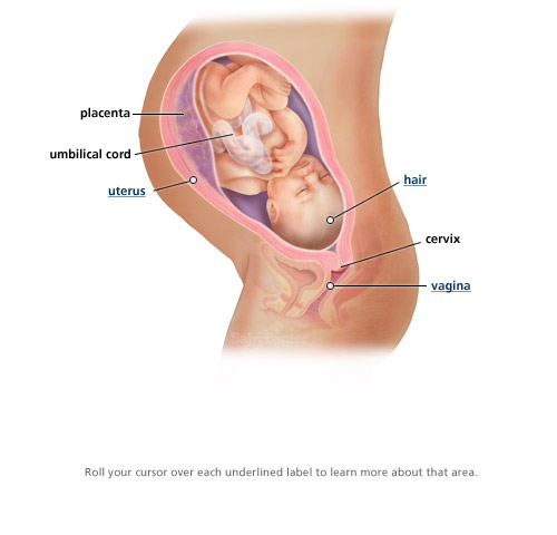 livelaughlovebaby full full term baby 500x480 livelaughlovebaby full full term baby 500x480