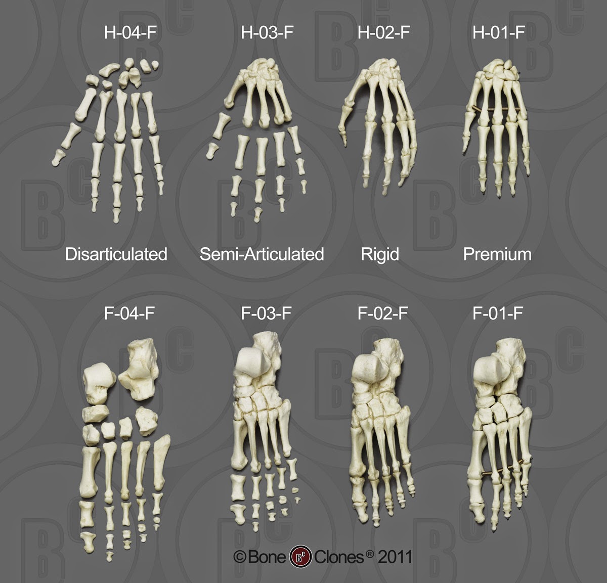 Hands and feet bones Hands and feet bones