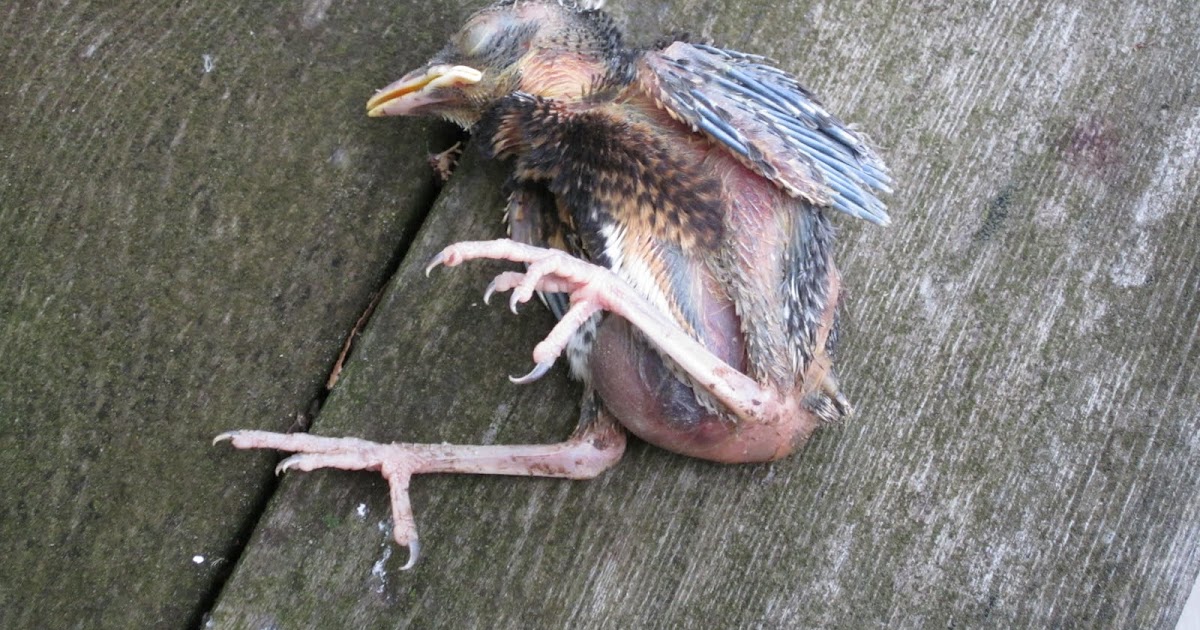 City Mouse/Country Mouse: Rescuing Baby Robins