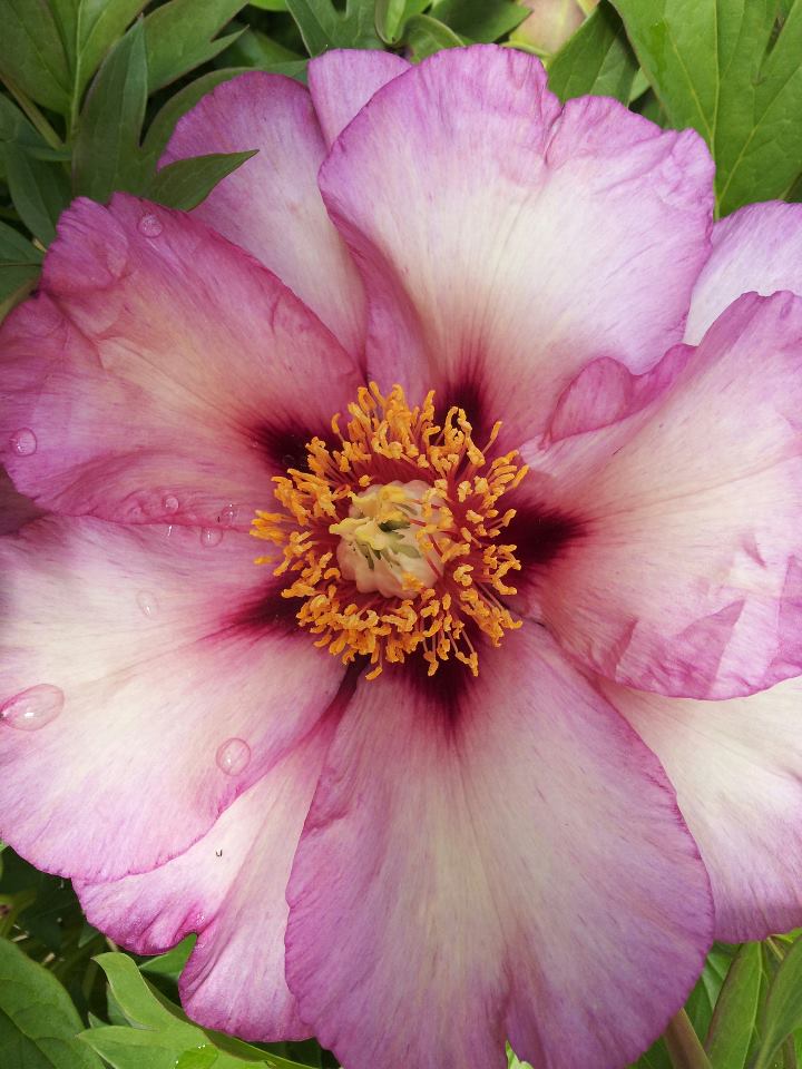 Takara Itoh Peony Sloat Garden Center