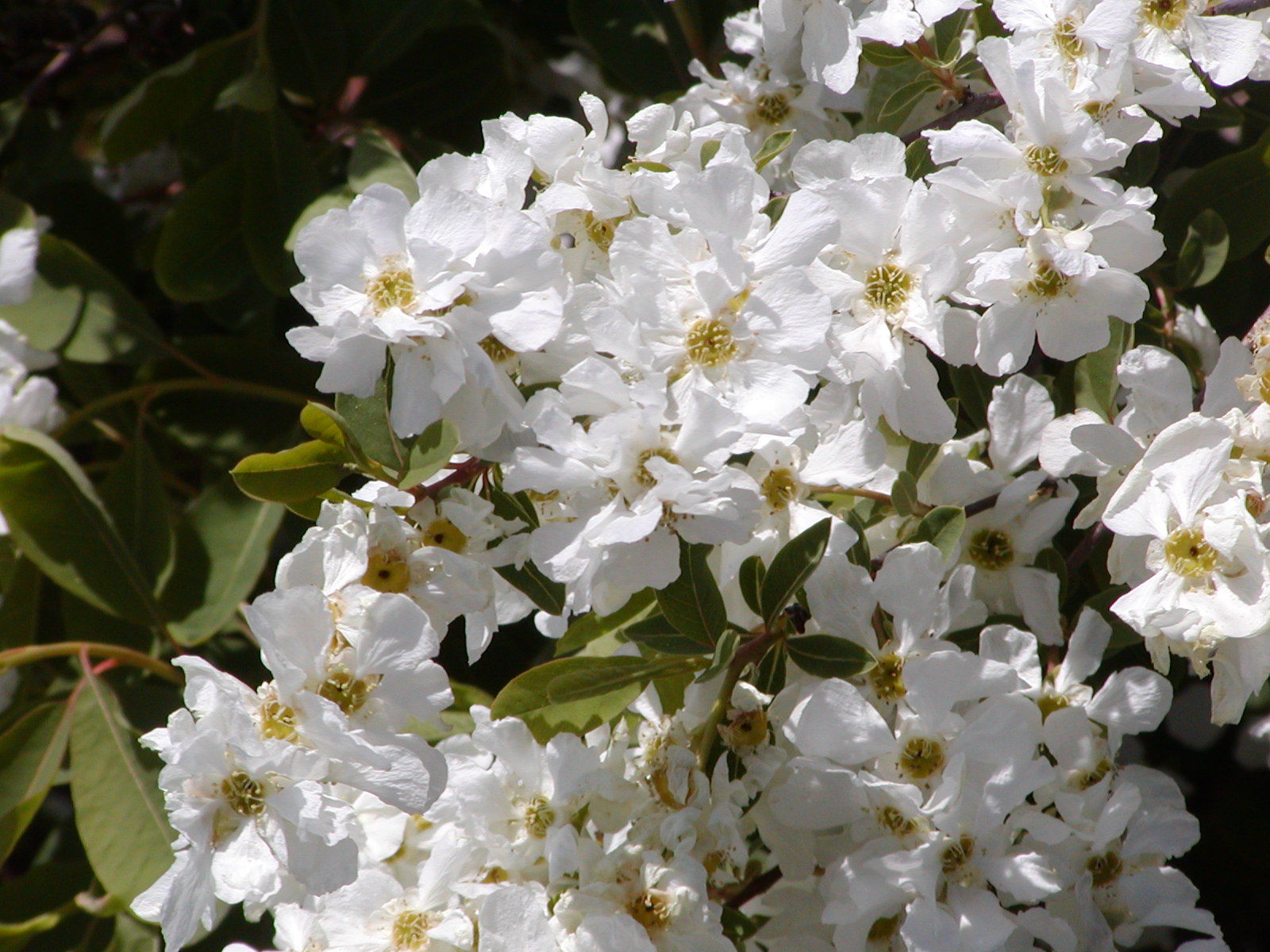 Pearl Bush
