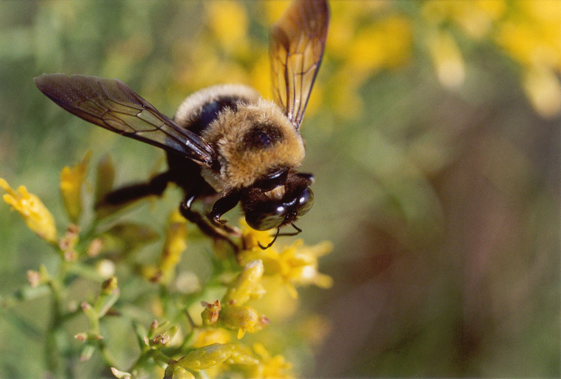 bee the biggest animals kingdom bee the biggest animals kingdom