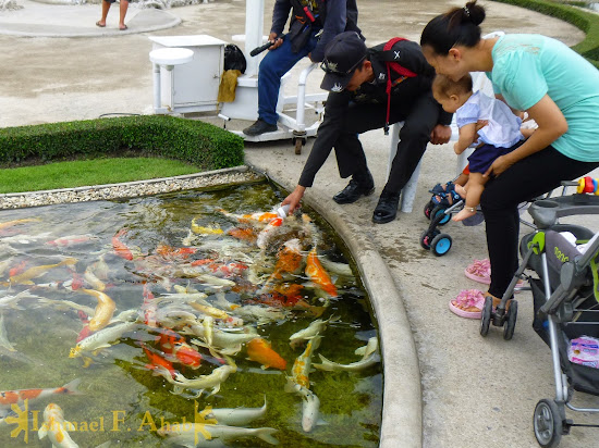 Feeding the fishies in Wat Rong Khun, Chiang Rai, North Thailand