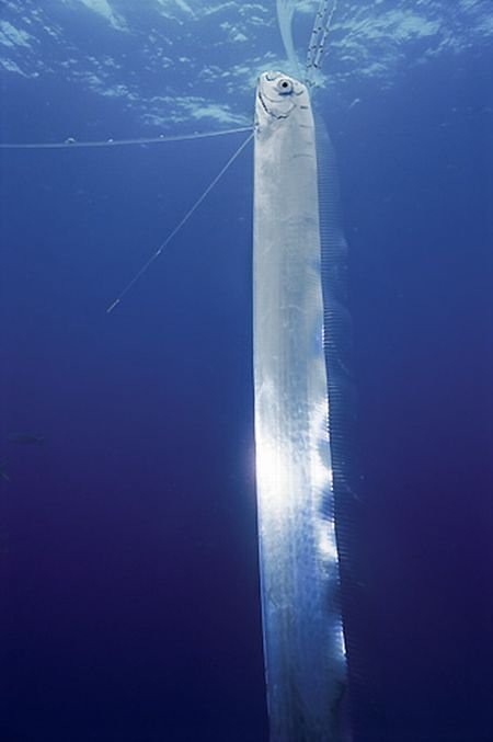 سمكة ” الأورا ” أطول سمكة في العالم Oarfish+%2814%29%5B2%5D