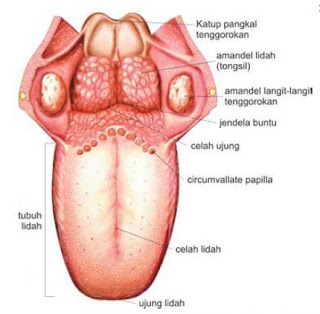 bagian-bagian lidah