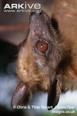 African straw coloured Fruit bat