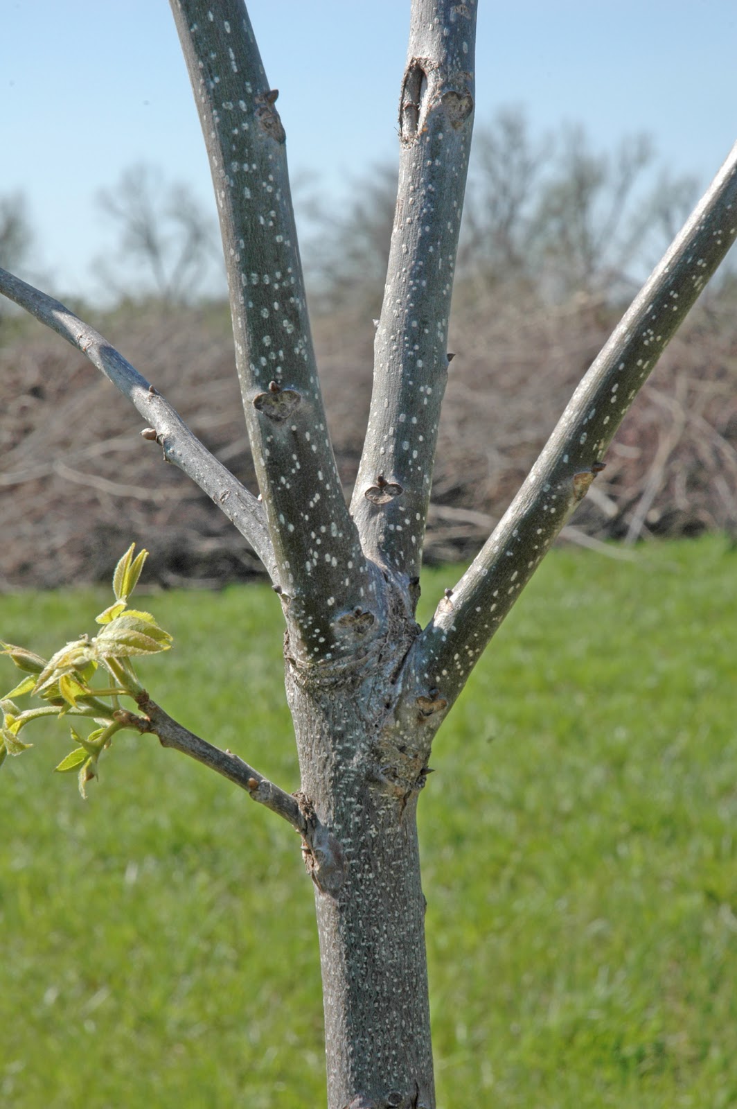 Northern Pecans Pecan tree growth patterns