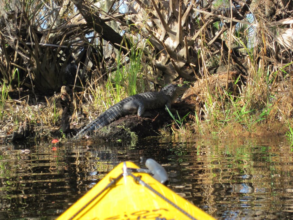 Alligator Vs Snake