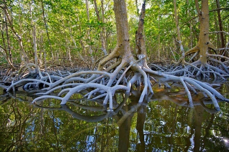 Tham quan vườn quốc gia Everglades