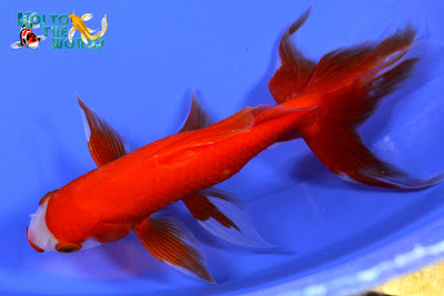 Koi To The World: Watonai Goldfish