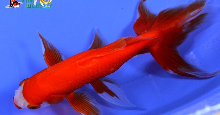 Koi To The World: Watonai Goldfish