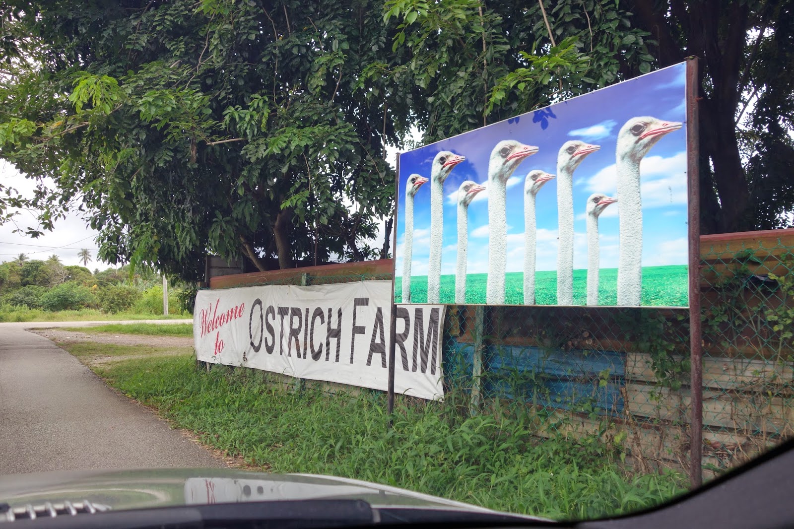 Ostrich Farm @ Desaru Johor | SUFENTAN.COM
