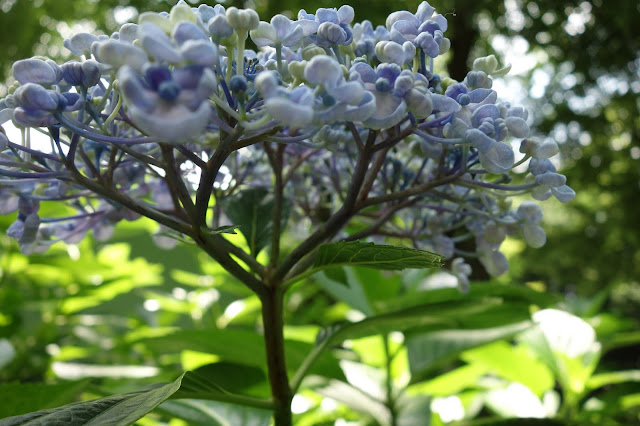 Hydrangea Ajisai Festival Toshimaen