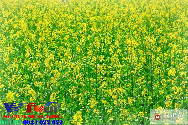 nhung mua hoa dep o viet nam 3