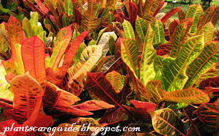 Crotons Plant Care