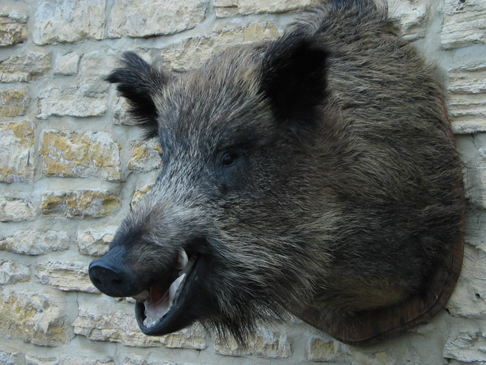 Tell Me a Story Deaf Boars and Handsome Fish in Southern Tuscany