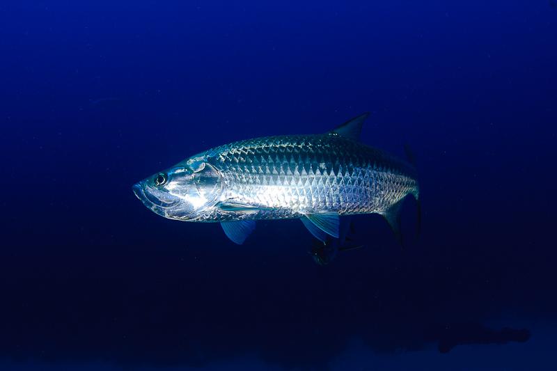 pez plateado que data de marino azul