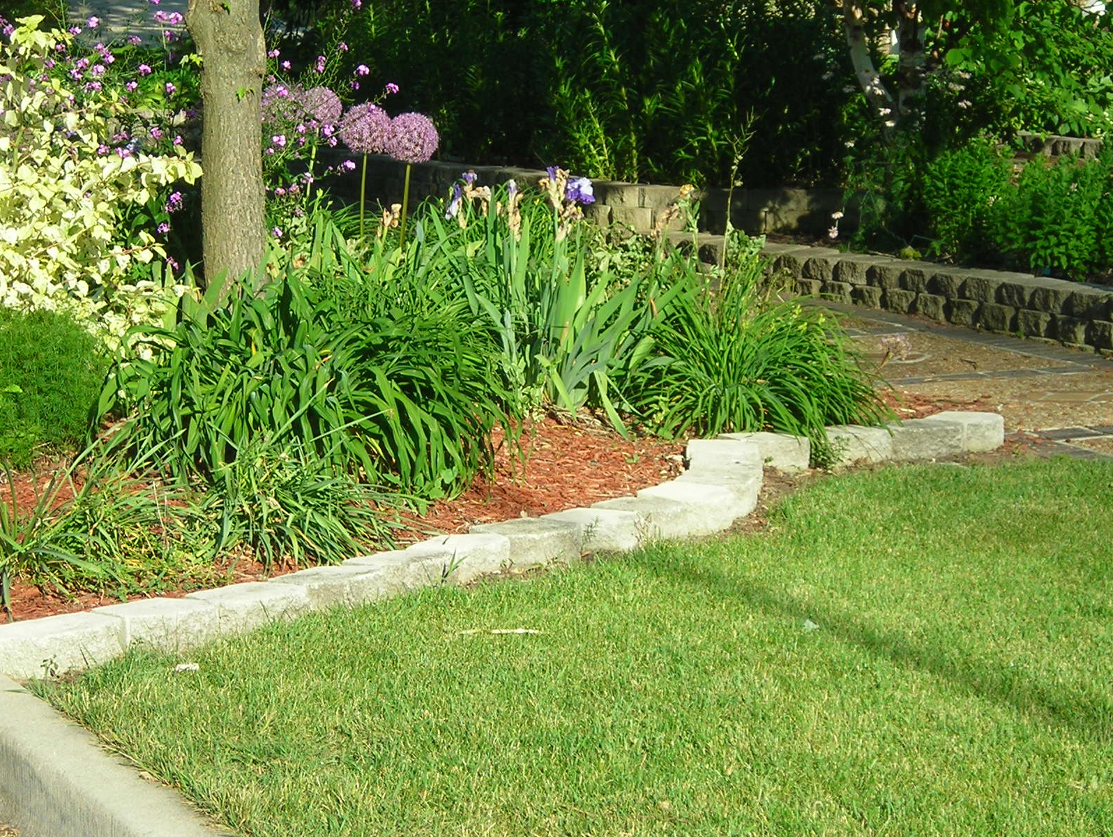 Retaining Wall Plants