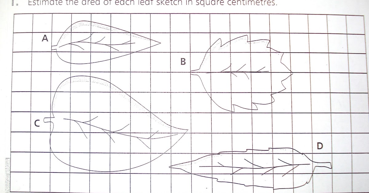 Authentic Inquiry Maths Find the Area of a Leaf