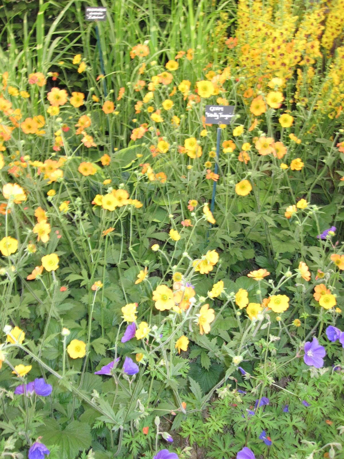 geum totally tangerine