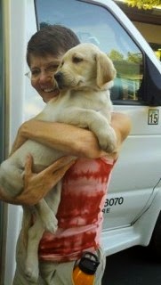 A very young Gucci puppy (yellow Lab) is held by her smiling new raising at the Puppy Truck delivery A very young Gucci puppy (yellow Lab) is held by her smiling new raising at the Puppy Truck delivery