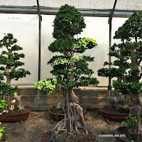 Gran exposición de ficus microcarpa ginseng  bonsai  en Barnaplant 