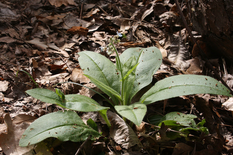 Native Florida Wildflowers Wild Comfrey Cynoglossum virginianum