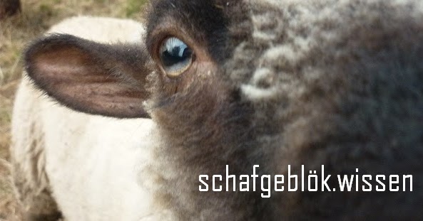 Das Schafgeblök schafgeblök.wissen Die Geburt