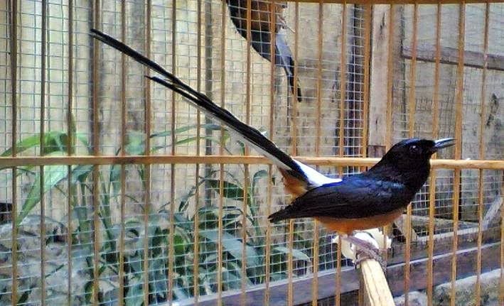 Tips Menjinakan Murai Batu Ocehan Kenari