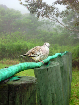 Fauna da Chapada Norte