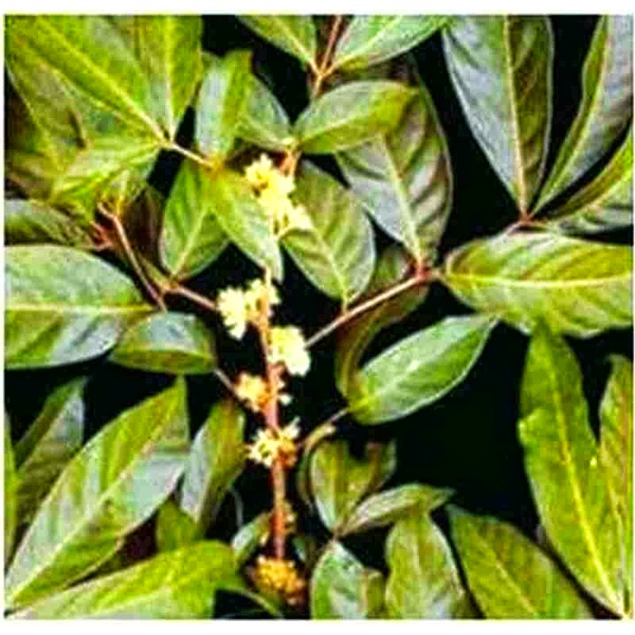 L'affascinante mondo delle piante afrodisiache la Muira puama