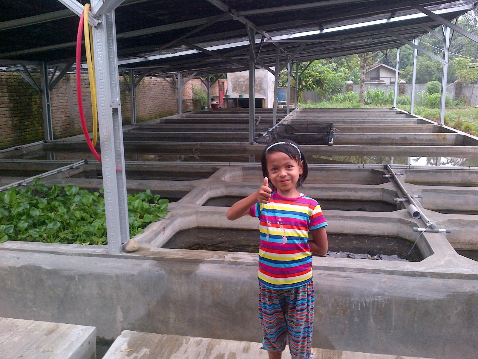 Blog Ternak Mandiri 2015