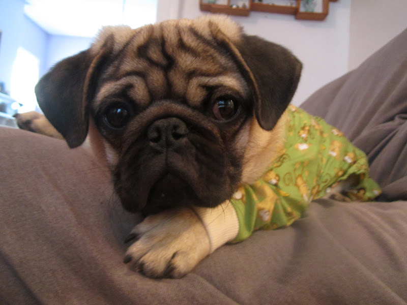 Image result for pug in pajamas images