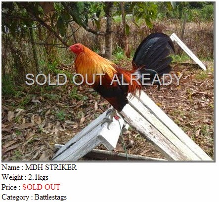 MDH STRIKER SOLD OUT