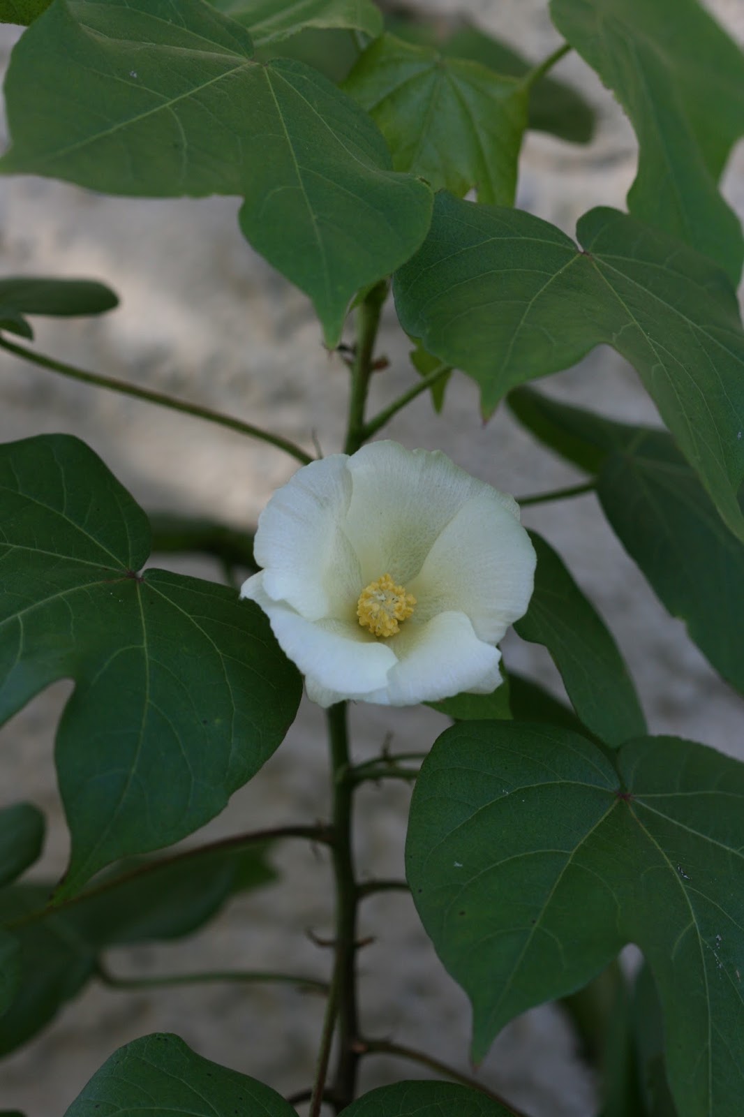 Native Florida Wildflowers January 2016