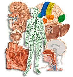 Organos principales del cuerpo humano